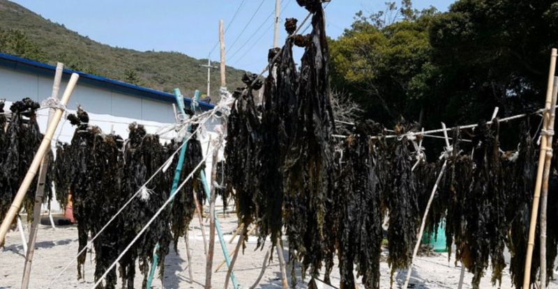 장터 상품 [완도 자연산 산모용 꼭지미역 300g] 썸네일