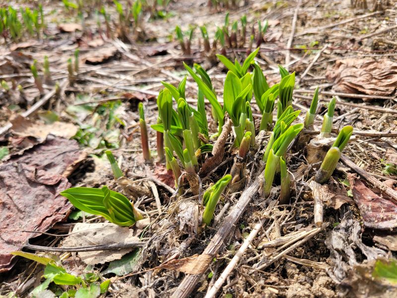 이은정님의 장터 판매 상품 [명이모종 울릉도종 명이나물 5년생부터 10년생] 첨부 사진