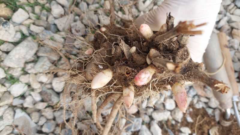 김정원님의 장터 판매 상품 [올해 꽃 피는 핑크 겹작약 사라베르나르 부케 작약 구근 ] 첨부 사진