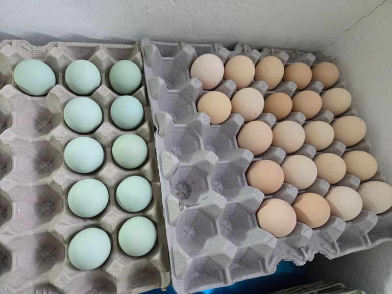 김영복님의 장터 판매 상품 [유정란(부화용)] 첨부 사진