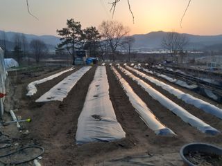 초보텃밭님의 농사, 무엇이든 물어보세요! · 참여글 작성글 사진