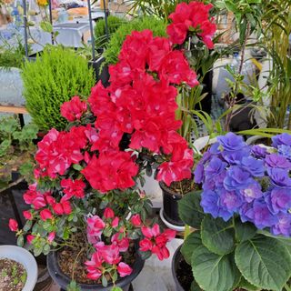 팜아트스토리산뜻님의 2025 풍년들게 하소서! · 참여글 작성글 사진