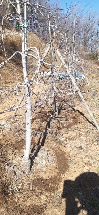 정진근 님의 2025 풍년들게 하소서! · 참여글 작성글 사진