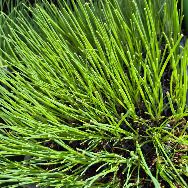 돼지파쪽파님의 장터 판매 상품 [대파모종 1판 162구 ] 첨부 사진