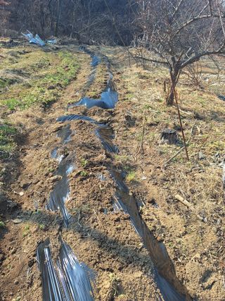 레인보우가든님의 2025 풍년들게 하소서! · 참여글 작성글 사진