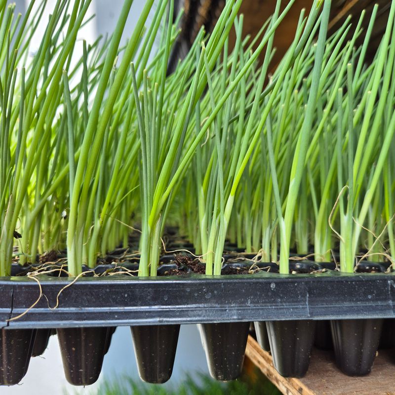 돼지파쪽파님의 장터 판매 상품 [대파모종 1판 162구 ] 첨부 사진