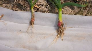 누보농장님의 자유주제 · 자유게시판 작성글 사진