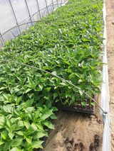 팜모닝 2025 풍년들게 하소서!·참여글 게시글 이미지