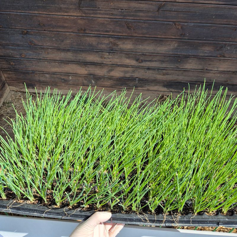 돼지파쪽파님의 장터 판매 상품 [대파모종 1판 162구 ] 첨부 사진