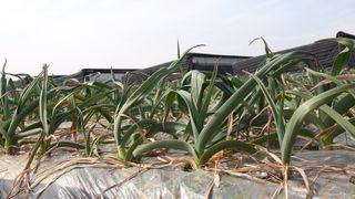 누보농장님의 자유주제 · 자유게시판 작성글 사진