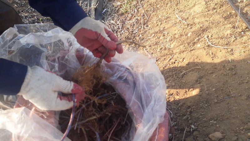 장터 상품 [복분자 모종] 썸네일