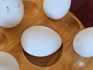 김제일주농장님의 자유주제 · 자유게시판 작성글 사진