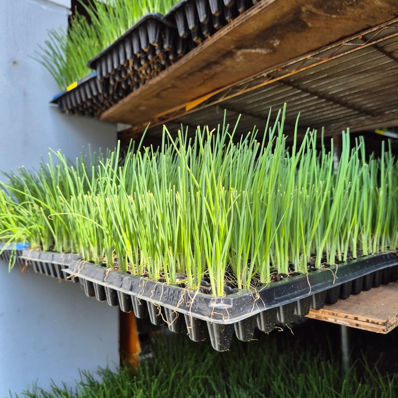 돼지파쪽파님의 장터 판매 상품 [대파모종 1판 162구 ] 첨부 사진