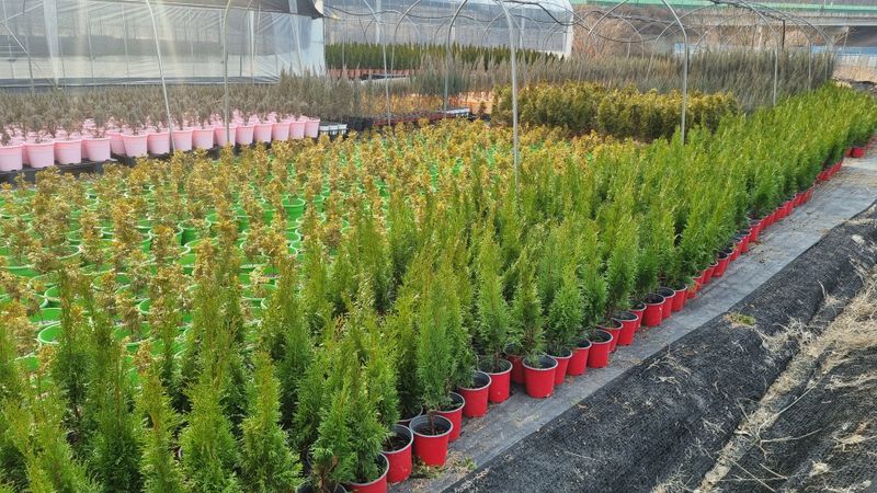 행복한나무농장님의 장터 판매 상품 [인기많은 유럽침엽수 묘목 생산농가 주문받습니다] 첨부 사진