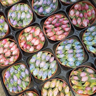 팜아트스토리산뜻님의 2025 풍년들게 하소서! · 참여글 작성글 사진