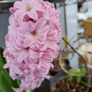 팜아트스토리산뜻님의 2025 풍년들게 하소서! · 참여글 작성글 사진