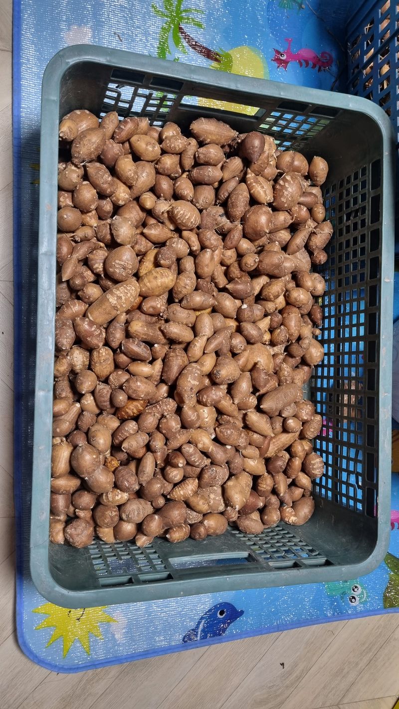 윤정진님의 장터 판매 상품 [아피오스(인디언감자) 2kg] 첨부 사진