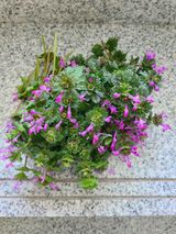 팜모닝 자유주제·자유게시판 게시글 이미지