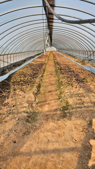 김동수님의 고구마 · 자유게시판 작성글 사진