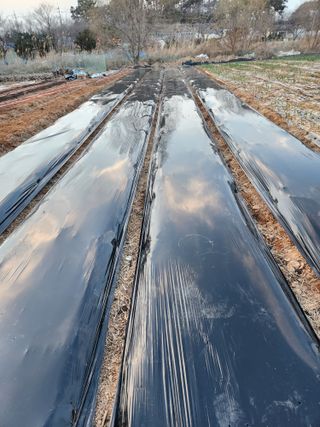 고환주님의 2025 풍년들게 하소서! · 참여글 작성글 사진