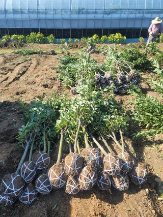 일심묘목농원님의 자유주제 · 자유게시판 작성글 사진