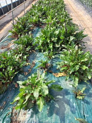 박린님의 자유주제 · 자유게시판 작성글 사진