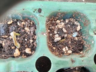 김민수산에서농사중님의 자유주제 · 자유게시판 작성글 사진