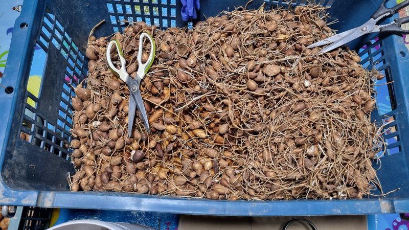 윤정진님의 장터 판매 상품 [아피오스(인디언감자) 2kg] 첨부 사진