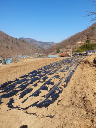 최은실님의 2025 풍년들게 하소서! · 참여글 작성글 사진