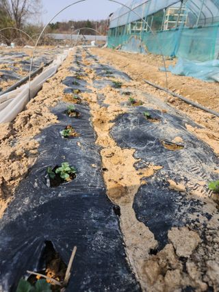 남광님의 감자심기 하셨나요? · 참여글 작성글 사진