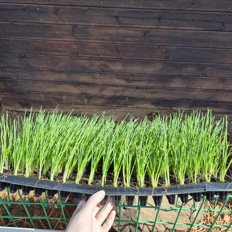 돼지파쪽파님의 장터 판매 상품 [대파모종 1판 162구 ] 첨부 사진