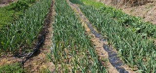 맹인섭님의 농사, 무엇이든 물어보세요! · 참여글 작성글 사진