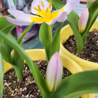 팜아트스토리산뜻님의 2025 풍년들게 하소서! · 참여글 작성글 사진