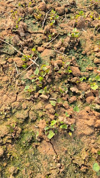 김동수님의 고구마 · 자유게시판 작성글 사진