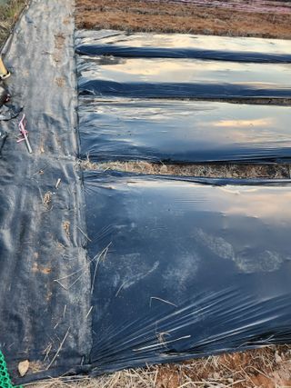 고환주님의 2025 풍년들게 하소서! · 참여글 작성글 사진