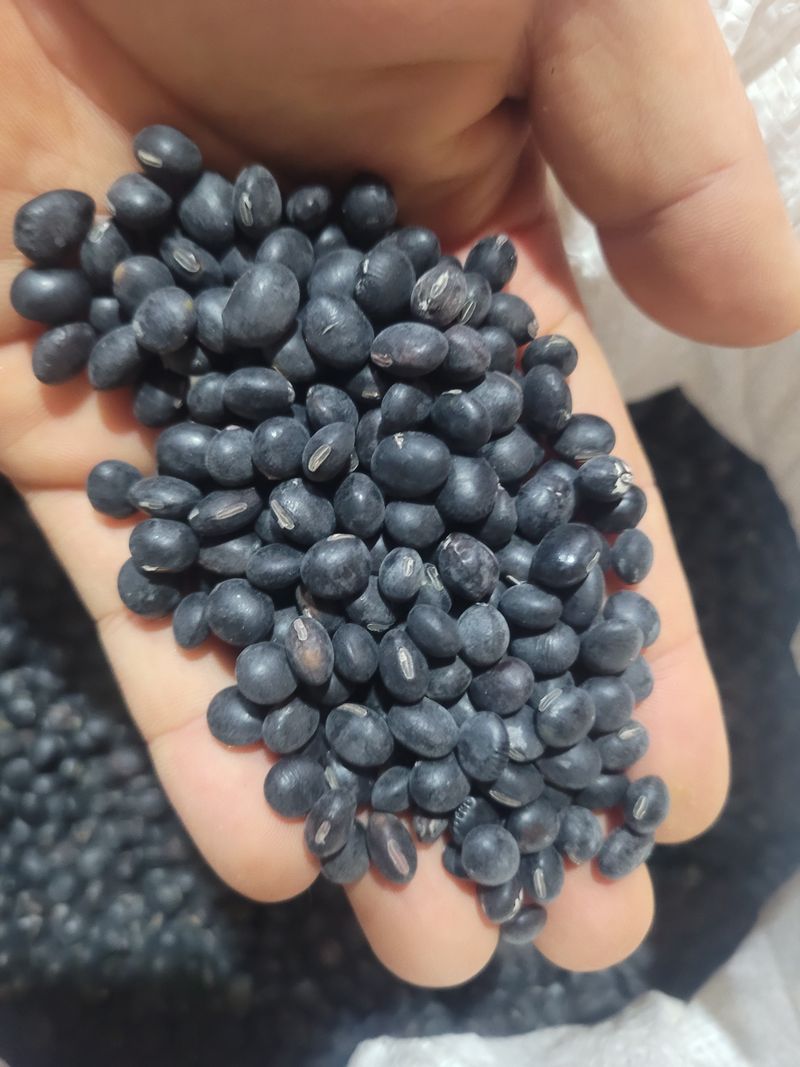 이은호님의 장터 판매 상품 [못난이 서리태(귀족) 판매] 첨부 사진