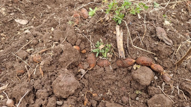 윤정진님의 장터 판매 상품 [아피오스(인디언감자) 2kg] 첨부 사진