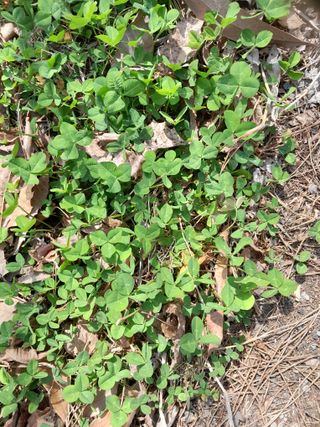 김민수산에서농사중님의 자유주제 · 자유게시판 작성글 사진