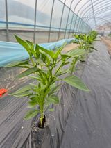 팜모닝 자유주제·자유게시판 게시글 이미지