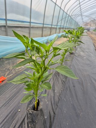 김혜순님의 자유주제 · 자유게시판 작성글 사진