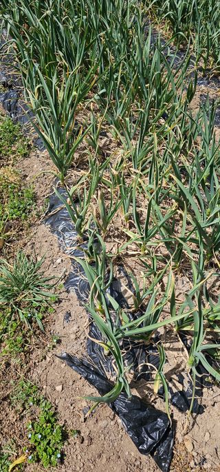 맹인섭님의 농사, 무엇이든 물어보세요! · 참여글 작성글 사진