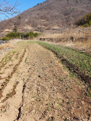 최은실님의 2025 풍년들게 하소서! · 참여글 작성글 사진