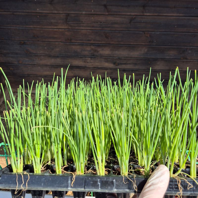 돼지파쪽파님의 장터 판매 상품 [대파모종 1판 162구 ] 첨부 사진