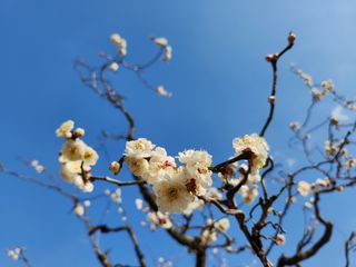 꿀복이농장님의 2025 풍년들게 하소서! · 참여글 작성글 사진