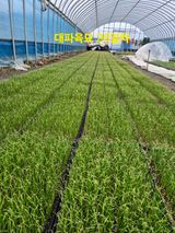 팜모닝 자유주제·자유게시판 게시글 이미지