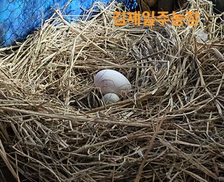 김제일주농장님의 자유주제 · 자유게시판 작성글 사진