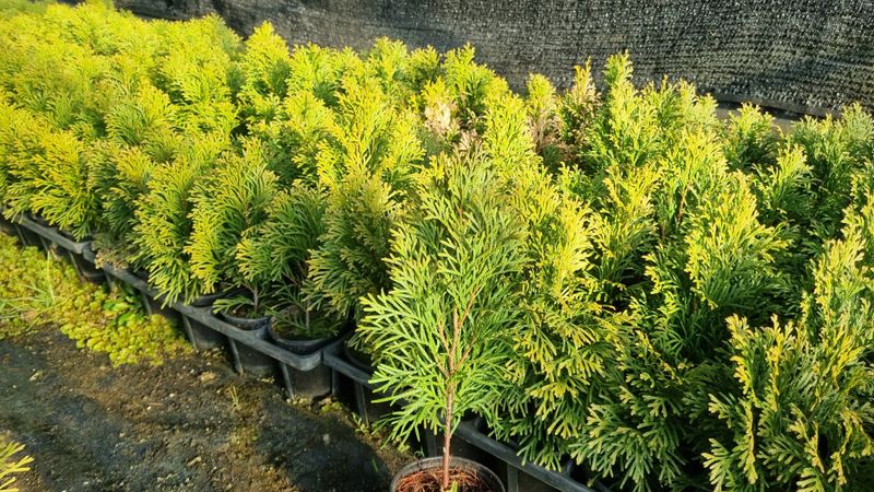 행복한나무농장님의 장터 판매 상품 [인기많은 유럽침엽수 묘목 생산농가 주문받습니다] 첨부 사진