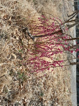 김민수산에서농사중님의 자유주제 · 자유게시판 작성글 사진