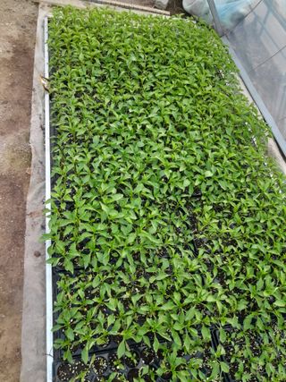 강 찬규님의 고추 · 영농일지 작성글 사진