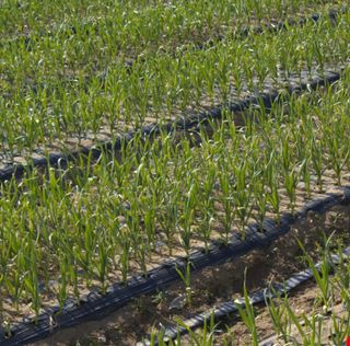 대산농사대장님의 마늘 · 비료•농약 작성글 사진